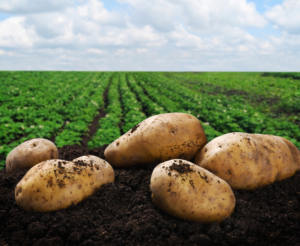 Цветной картофель может предотвратить рак