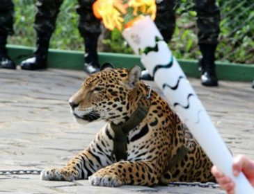В Бразилии застрелили «олимпийского» ягуара
