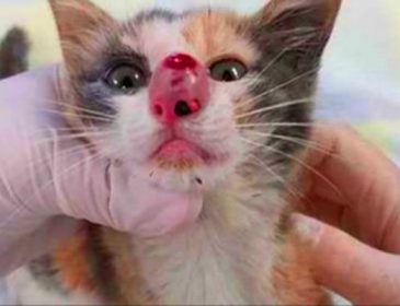 Ветеринар вытащил из носа котенка нечто гигантское. От этого чуть не вырвало.
