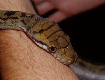 Что делать, если вас укусила змея? Пошаговая инструкция