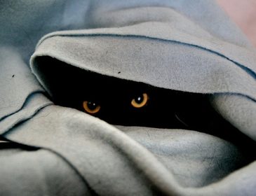 Фото-загадка: Сеть пытается найти на фото котика