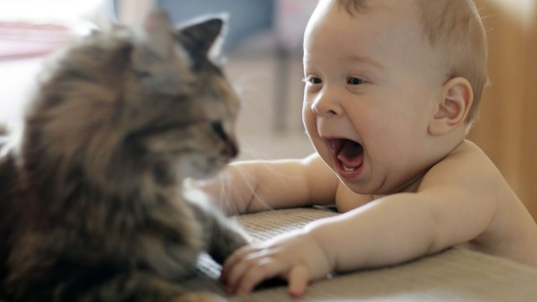 Как коты делают детей глупыми: рассказывают врачи