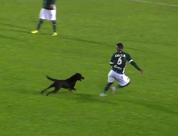 На известного футболиста напала бешеная собака во время матча (видео)
