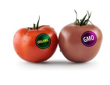 Завершено самое масштабное исследование влияния ГМО на здоровье человека
