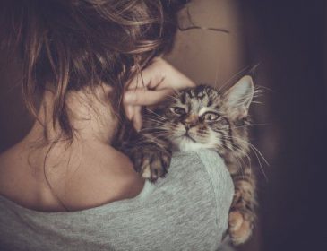 Будьте бдительны! Кошки провоцируют ПМС у женщин