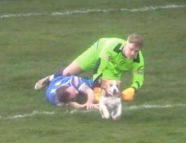 В Англии пес на шесть минут прервал матч, убегая от преследования