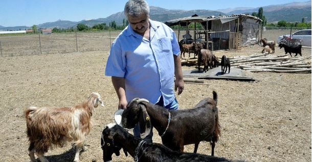 Что заставило турецкий клуб продать 18 футболистов и купить 10 коз
